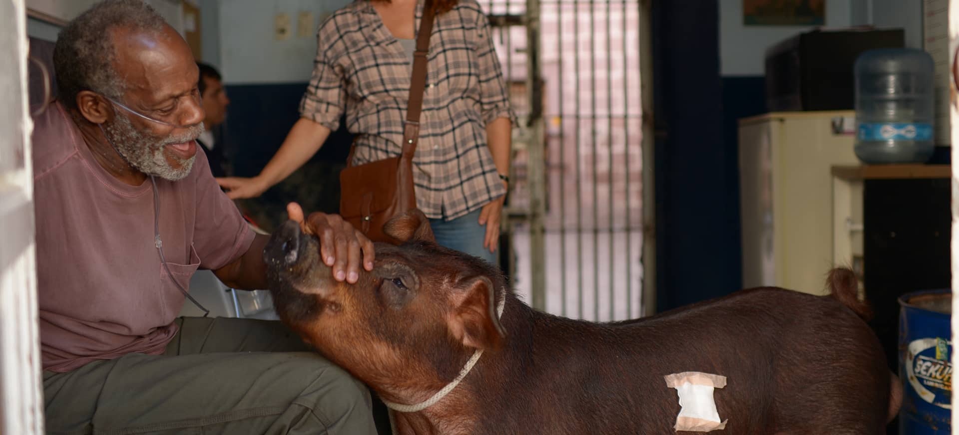 SR. PIG